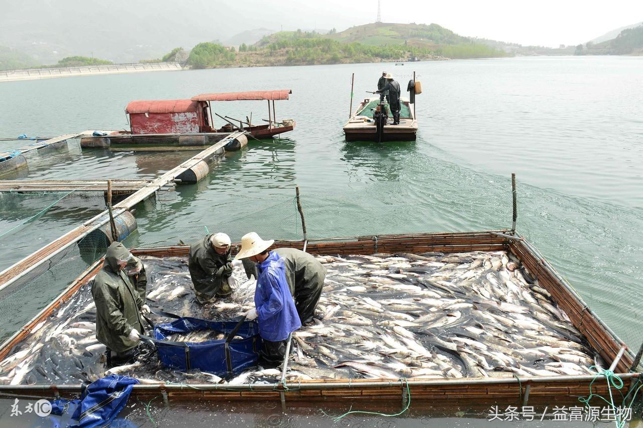 豬糞養(yǎng)魚總是污染水體怎么辦?