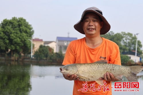 汨羅市古培鎮(zhèn) 谷芽養(yǎng)魚 迎豐收 綠色養(yǎng)殖開啟致富門