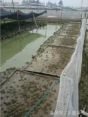 牛蛙養殖污染整冶