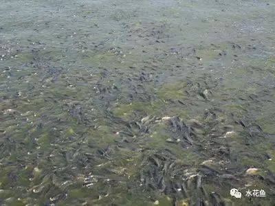 水產養殖常見六個誤區(透明度、密度、藥量、消毒、蛋白、增氧)