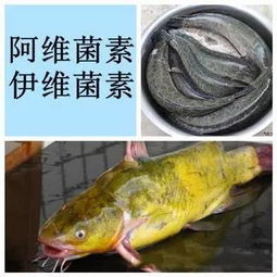 警惕 水產養殖用藥有禁忌 不是每一種藥都能適用所有水產品