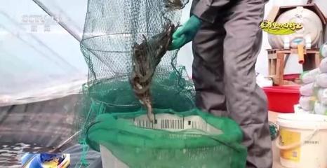 科技賦能 水產養殖迎來"豐收季"