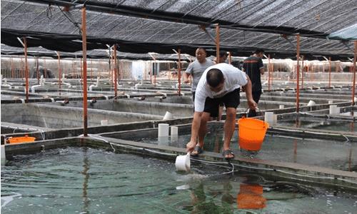 重慶老農因一個夢,在家中挖出神奇魚泉,為何會遭來兒子的反對