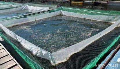 水產養殖污水資源化利用:降本增效,變廢為寶!
