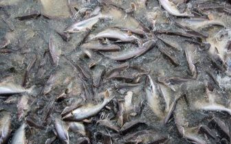 水產養殖技術小幫手