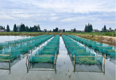 創新水產,大力發展特色淡水魚類