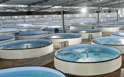 新時代水產養殖的關鍵,技術力量才是核心靈魂