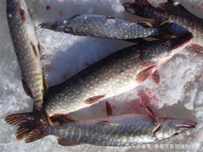 養(yǎng)殖水產(chǎn)類,選擇這幾種淡水魚也許會給你帶來致富之路