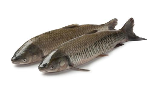 草魚養(yǎng)殖后期易發(fā)肝病的原因及預(yù)防方法