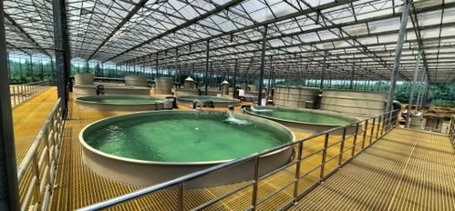 城發集團引入的綠色水產養殖項目投產運營