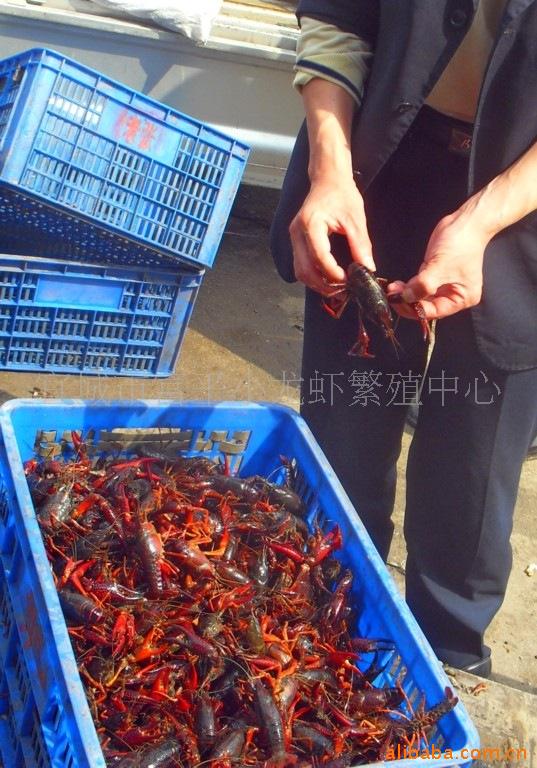 小龍蝦 鮮活水產品養殖 龍蝦養殖 宜城大蝦
