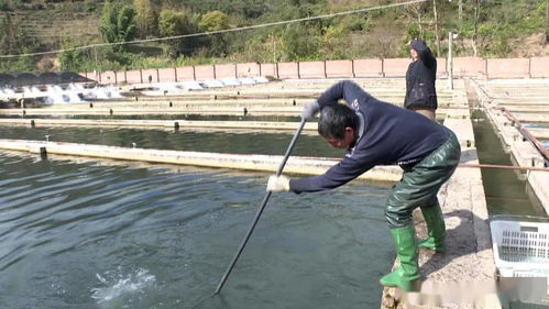 鱘 致富新路 快來圍觀云南石屏特色鱘魚養殖