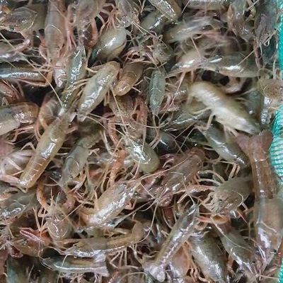 鑫瑞水產養殖