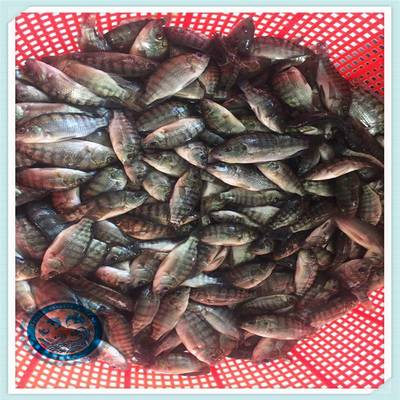 活體養殖福壽魚少病害 活體羅非魚苗運輸