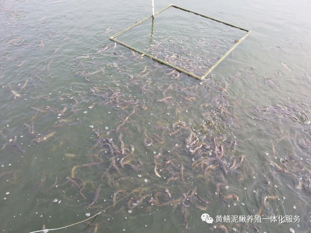 水產工廠化養殖 - 美篇