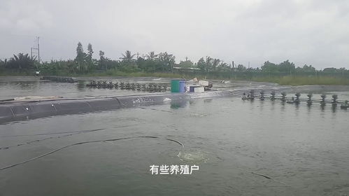 水產養殖中,水珠多,水渾濁,您真的知道如何去處理