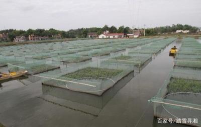 利用水域進行水產養殖,投入資金更少,收獲效益更多