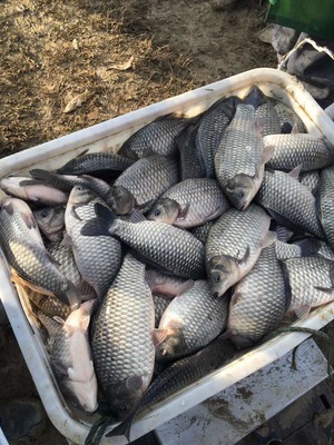 大龍水產品養殖專業合作社專供垂釣中心、鯽魚、鳊魚、青魚_鯽魚價格