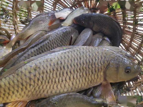 厲害咯 這15個水產品榮獲國家級榮譽