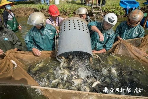 從 塘頭 到餐桌,南沙打造現代化 美麗漁業 探秘廣東寶藏園③