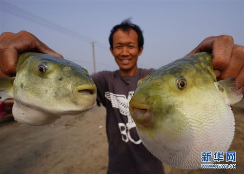 中秋 蟹肥蝦鮮魚香時
