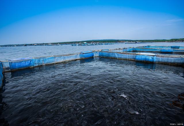 日本長崎百萬條養(yǎng)殖魚死亡:我們該如何保護海洋生態(tài)?