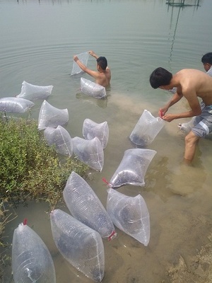 吉林四平泥鰍苗價格_永城市豫永水產品養殖專業合作社 - 商國互聯網