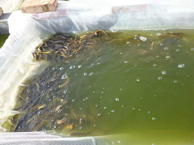 泥鰍苗養殖基地 天津泥鰍苗 濮陽有良水產養殖