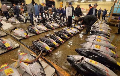 日高層在12年前喝下核污水,至今杳無音信,估計得了癌癥都不敢說