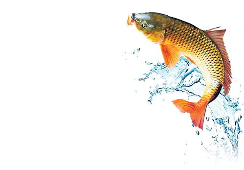 河南如何做好魚產(chǎn)業(yè)
