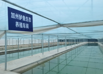 澤普縣:戈壁灘上“養(yǎng)”出致富新希望 加州鱸魚“游”出鄉(xiāng)村振興路